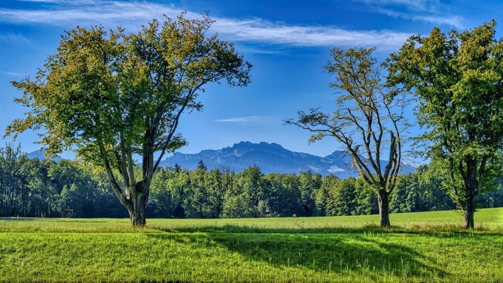 landscape, trees, meadow